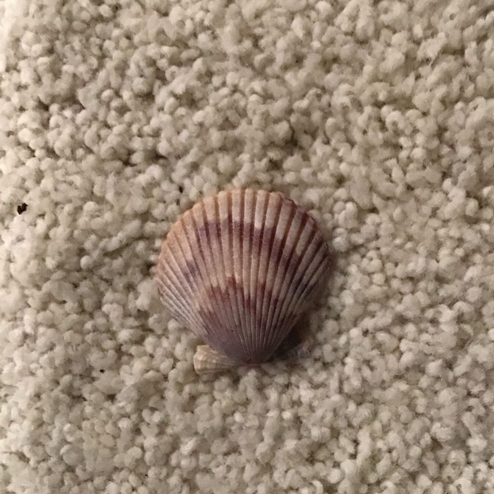Natural Seashell Decor - Picture 2 of 4